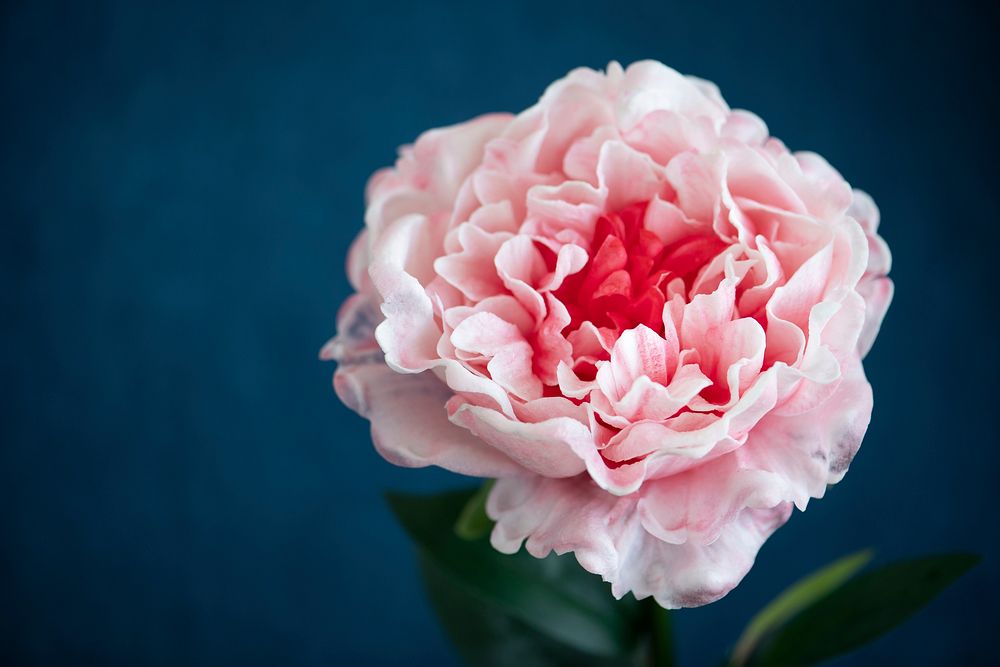 Pink peony on blue background