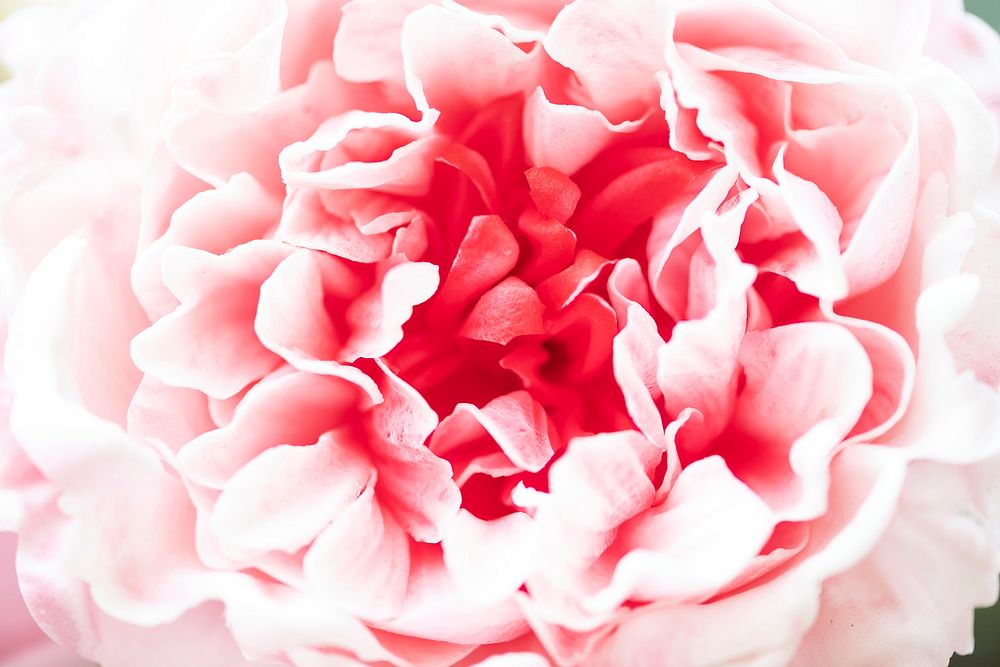 Closeup of pink peony petals
