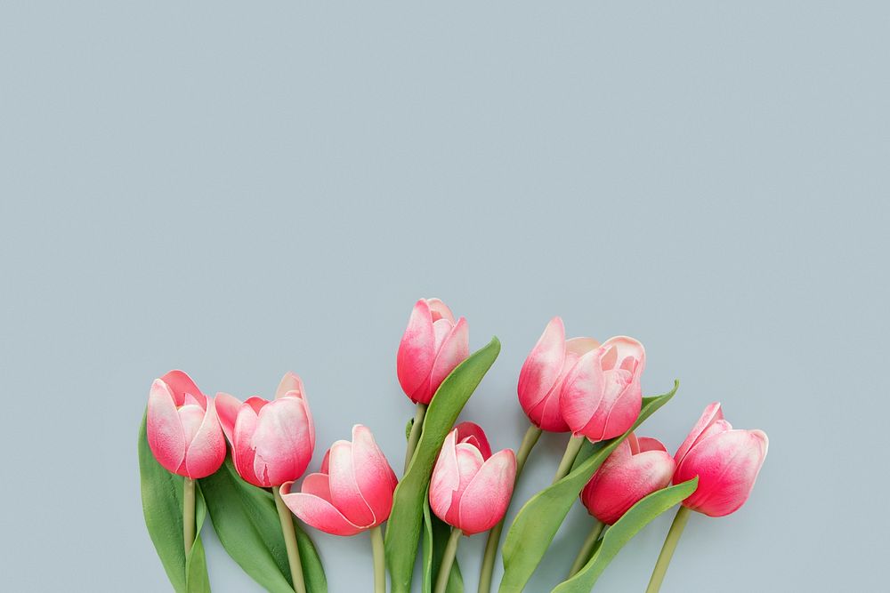 Red tulips on blue card mockup