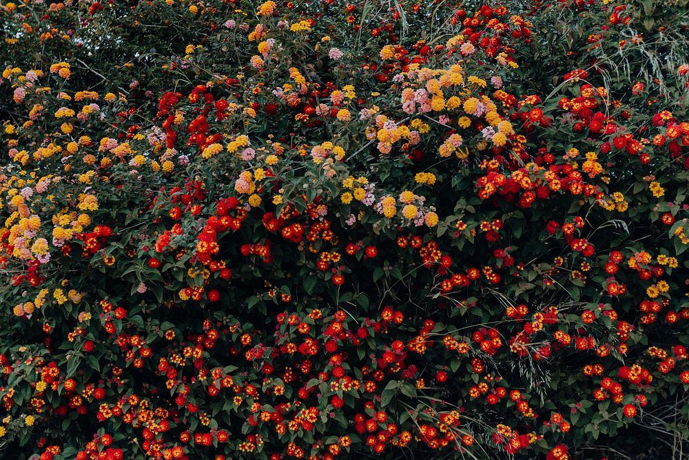 Yellow and red blossoms on a bush