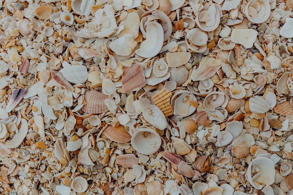 Broken seashells on the beach