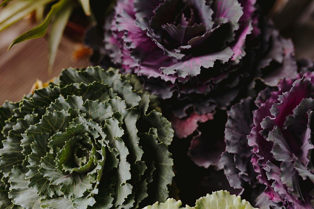 Closeup of green and purple ornamental cabbage