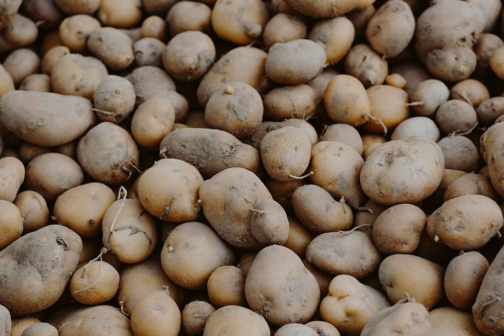 Closeup of fresh organic potatoes