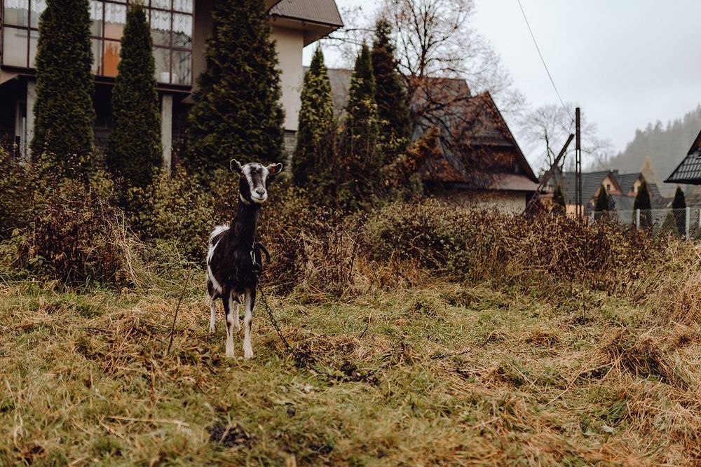 Black and white goat grazing in a field
