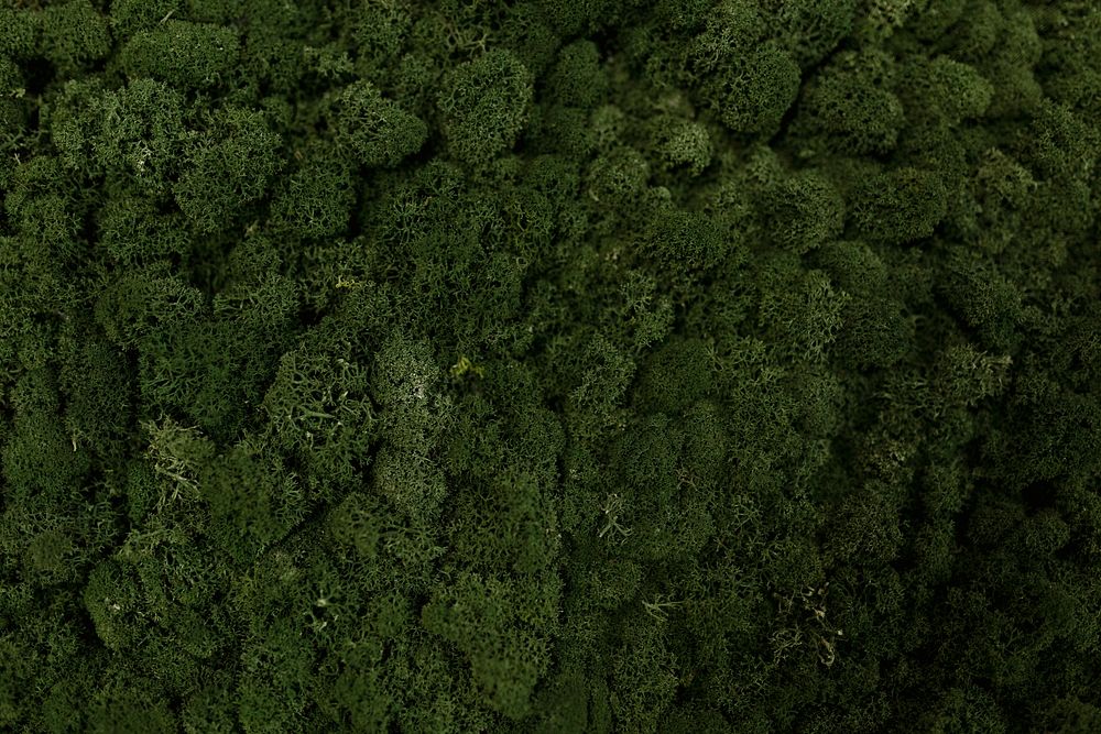 Aerial view of green moss