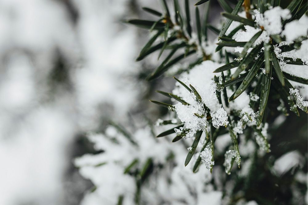 Closeup of spruce covered with snow