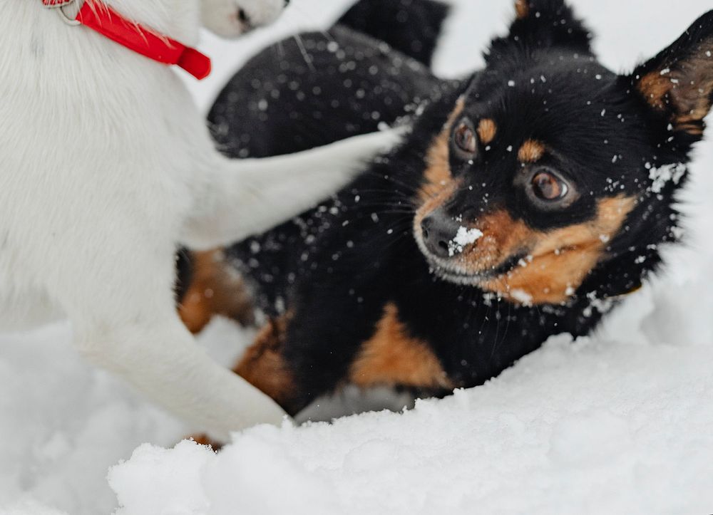 Dogs playing in a snowy park