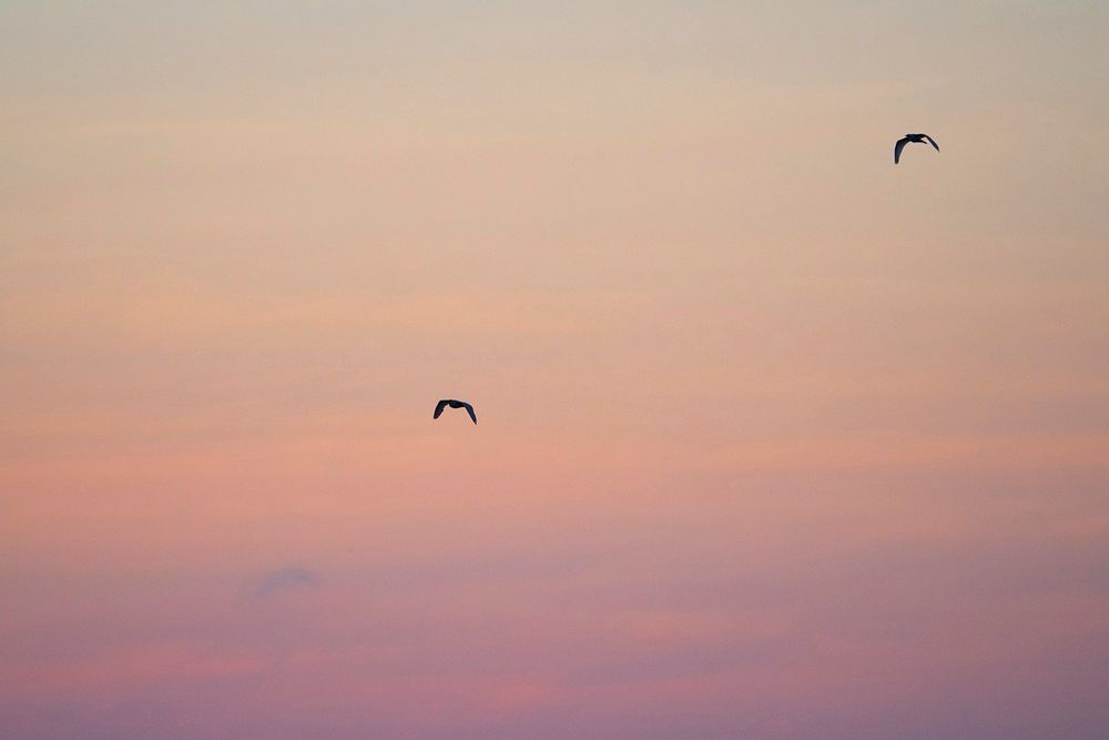Pair of flying Gal&aacute;pagos petrels in a pink sky of the Gal&aacute;pagos Islands, Ecuador