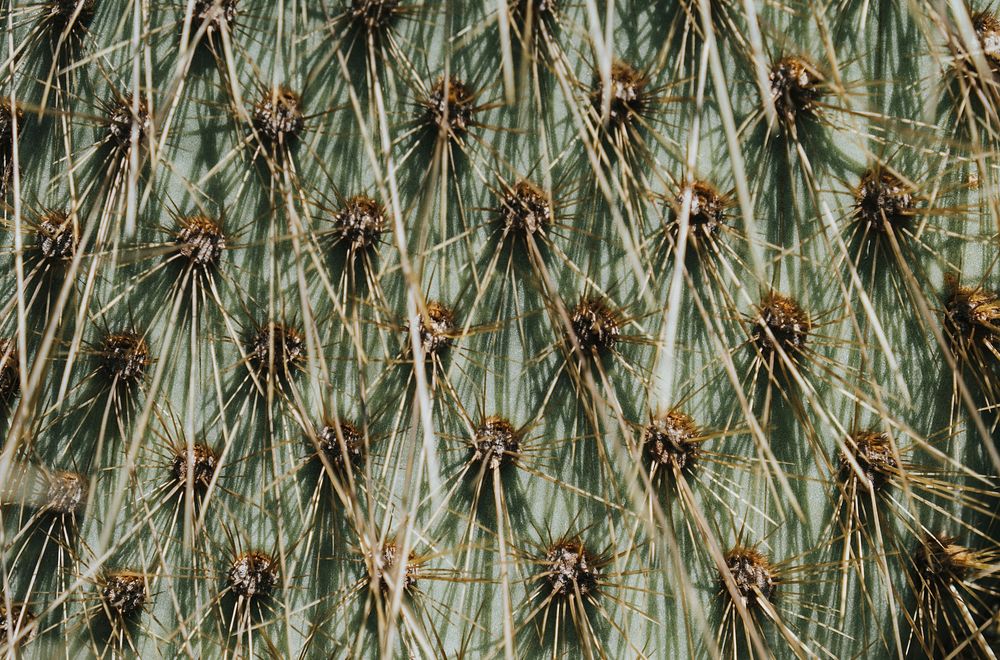 Closeup of prickly pear spines