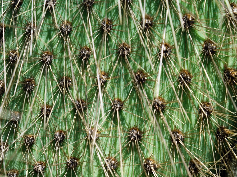Closeup of prickly pear spines