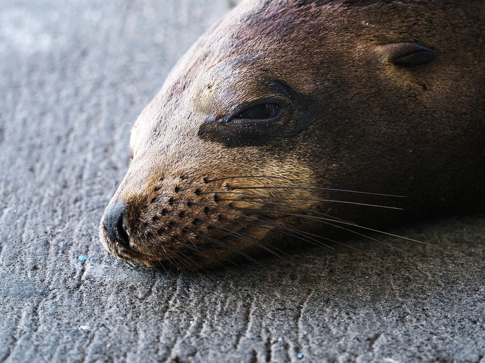 The Galápagos sea lion on Isla de la Plata, Ecuador