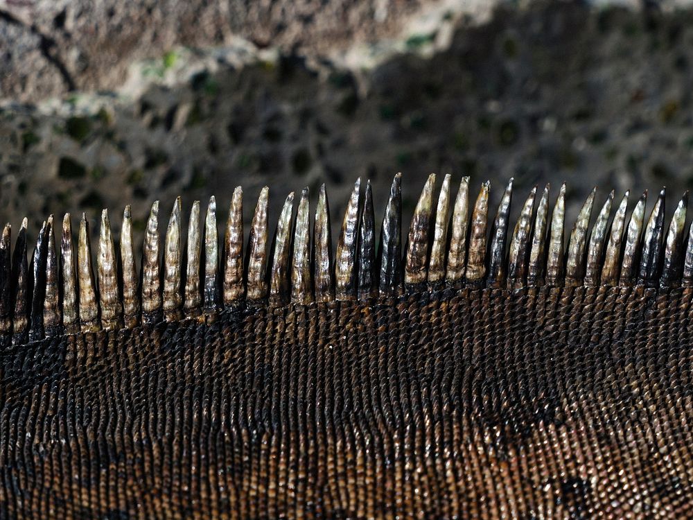 Closeup of Gal&aacute;pagos marine iguana spines texture