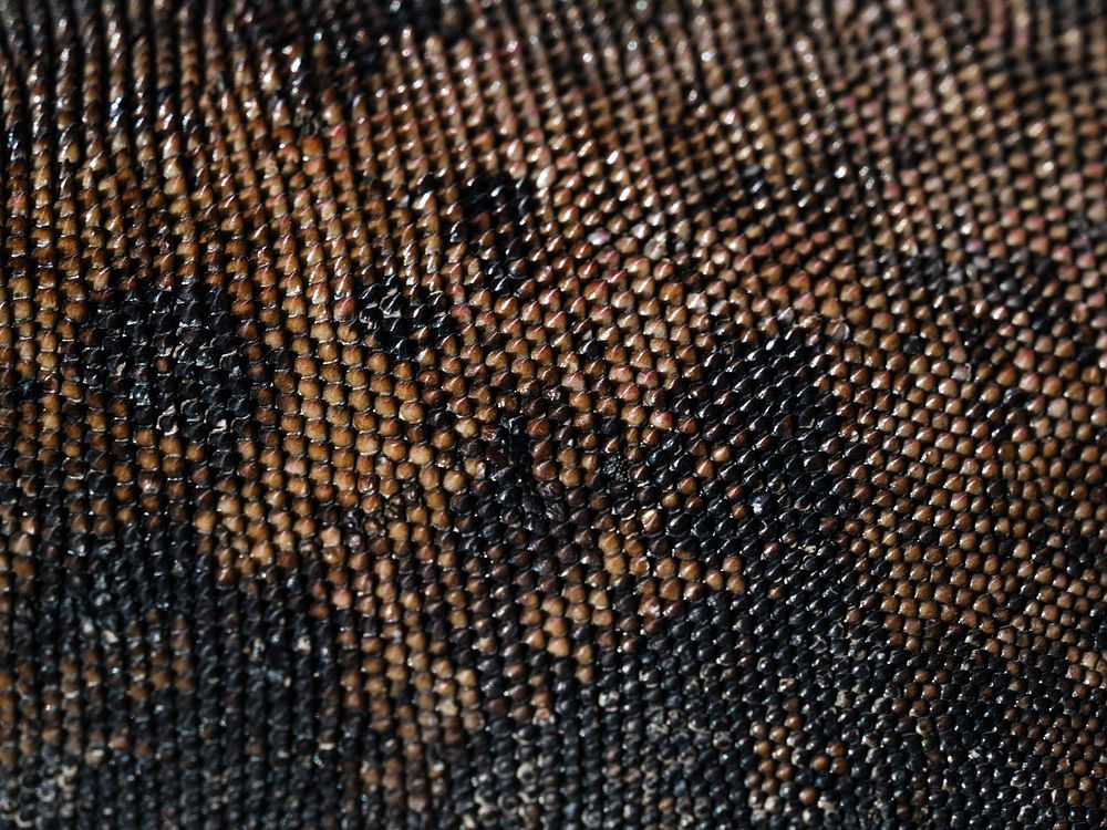 Closeup of Gal&aacute;pagos marine iguana skin texture