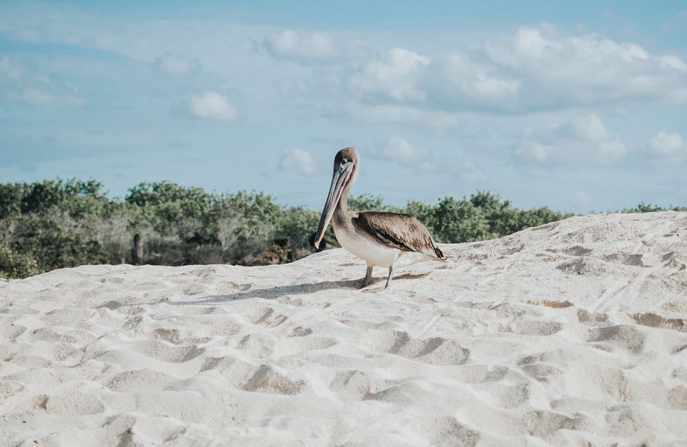 Pelican on a beach of the Gal&aacute;pagos Islands, Ecuador
