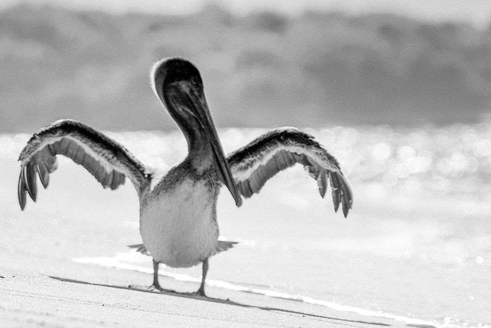 Pelican on a beach of the Gal&aacute;pagos Islands, Ecuador
