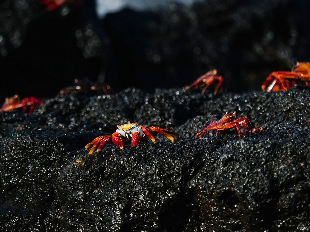 The Sally Lightfoot crabs on a shore of the Gal&aacute;pagos Islands, Ecuador