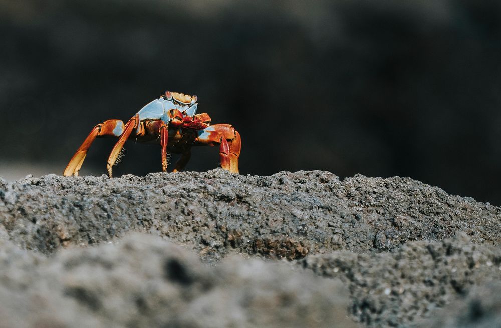 The Sally Lightfoot crab on a shore of the Gal&aacute;pagos Islands, Ecuador