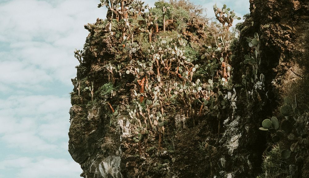 Cactus on a cliff in the Gal&aacute;pagos Islands, Ecuador