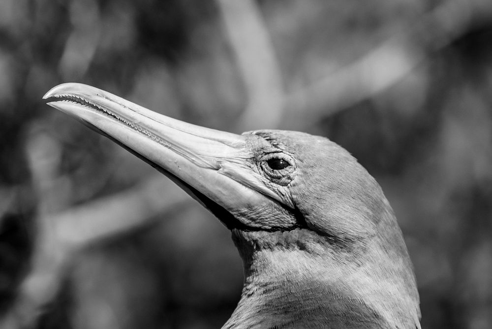 Closeup of the Red-footed Booby on the Gal&aacute;pagos Islands, Ecuador