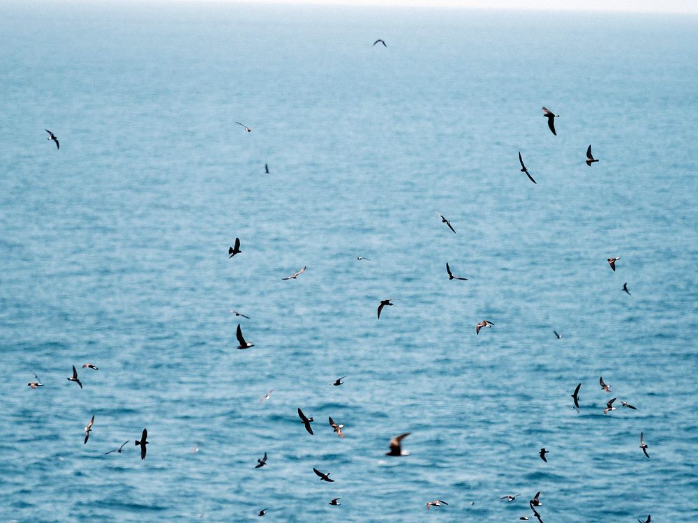 A flock of flying Gal&aacute;pagos Petrels at the Gal&aacute;pagos Islands, Ecuador