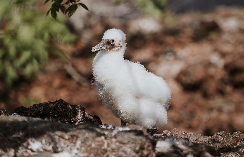 The Nazca booby chick on the Gal&aacute;pagos Islands, Ecuador