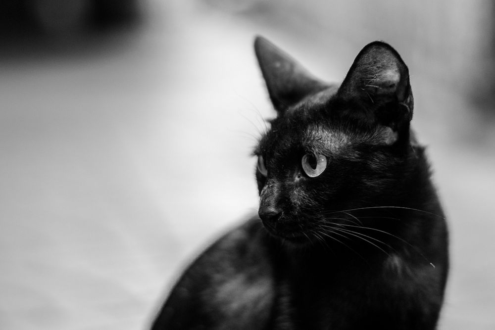Closeup of black kitty sitting alone