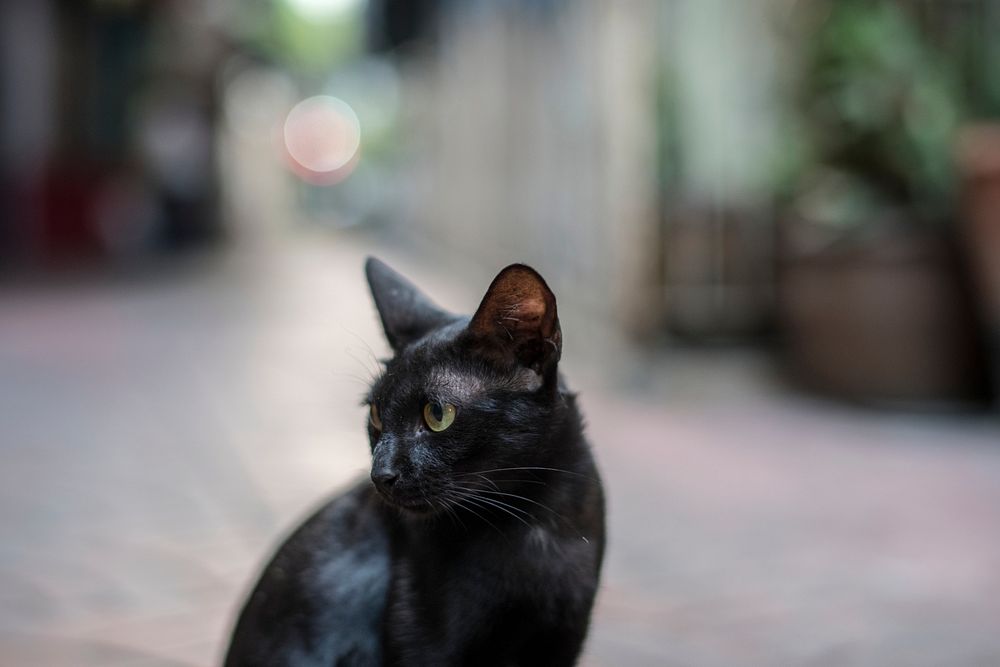 Closeup of black cat sitting alone
