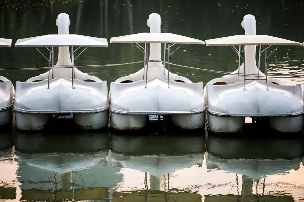 Swan paddle boats in a lake