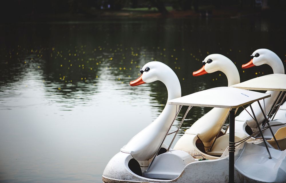 Swan paddle boats in a lake