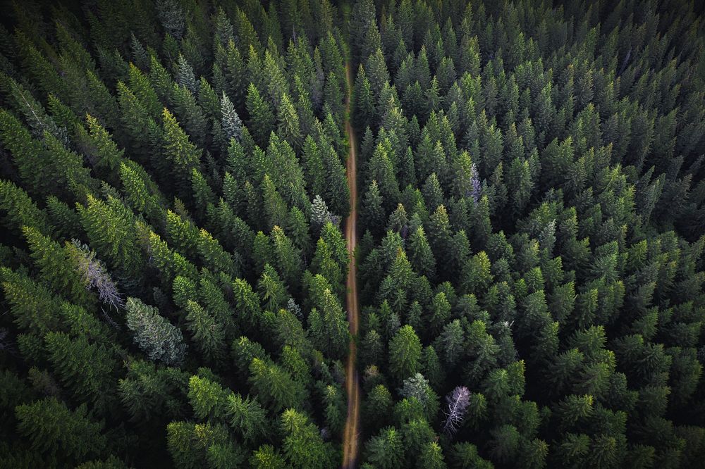 Drone view of a greenery forest with a dirt road