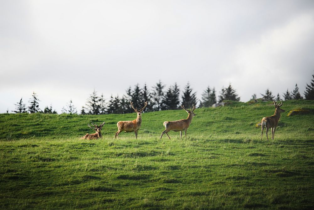 A herd of deer in a field