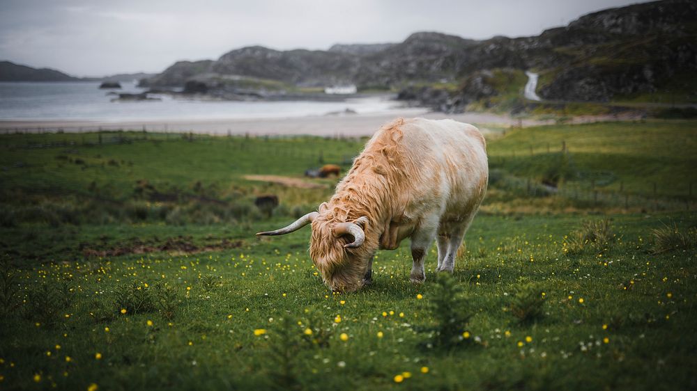 Animal desktop wallpaper background, Scottish Highland calf in the field