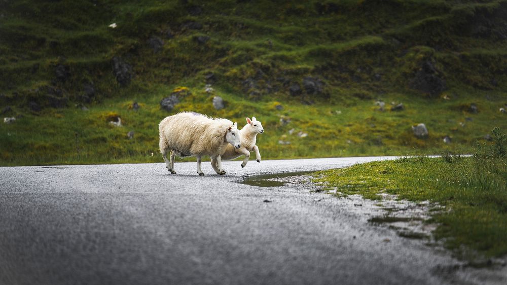 Animal desktop wallpaper background, sheep and lamb crossing a road