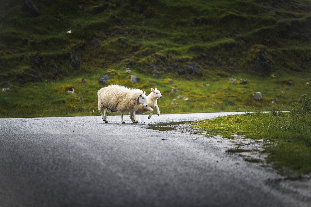 Sheep and lamb crossing a road