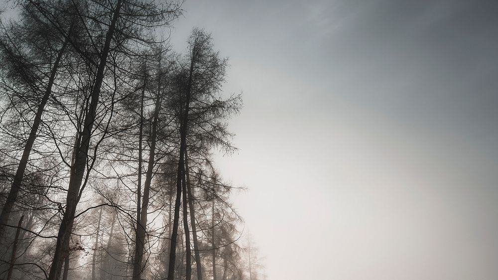Misty woods mobile phone wallpaper