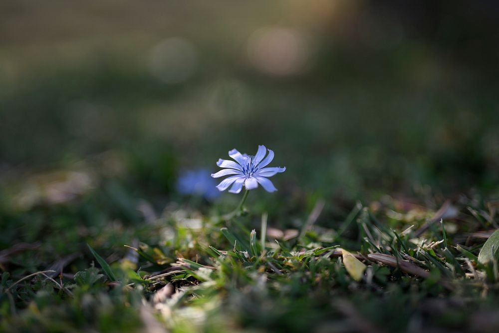 Purplish blue flower on a ground