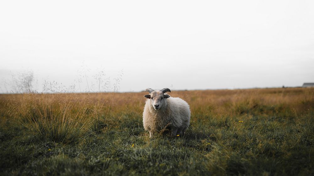 Animal desktop wallpaper background, Scottish sheep standing alone on a field