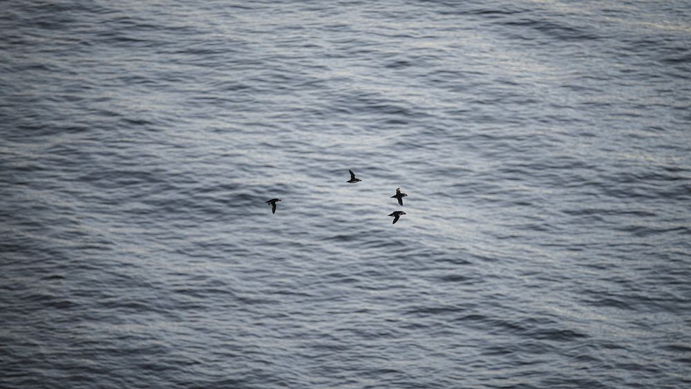 Ocean desktop wallpaper background, flock of puffins flying in the sky