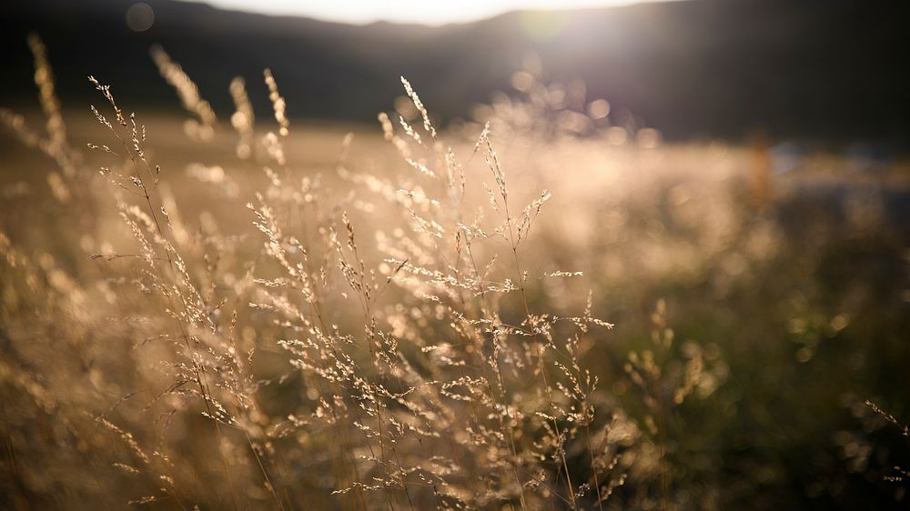 Nature desktop wallpaper background, Field of grass during sunset