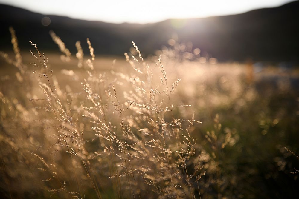 Field of grass during sunset