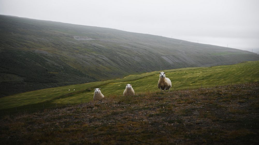 Animal desktop wallpaper background, herd of Scottish sheep in the hill