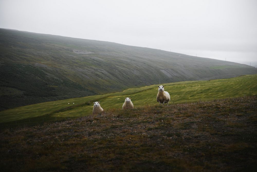 Herd of Scottish sheep in the hill