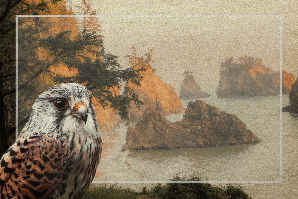 Blank frame with a hawk and the west coast background mockup