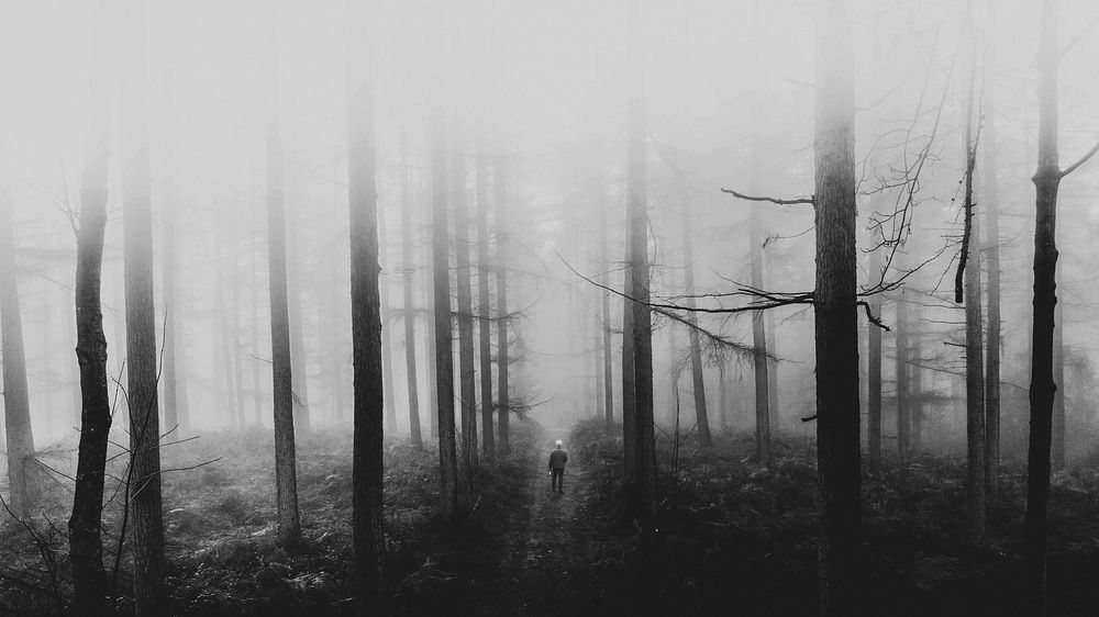 Black and white wallpaper, forest desktop background, lonely mood