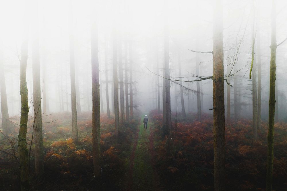 Man walking in the misty woods