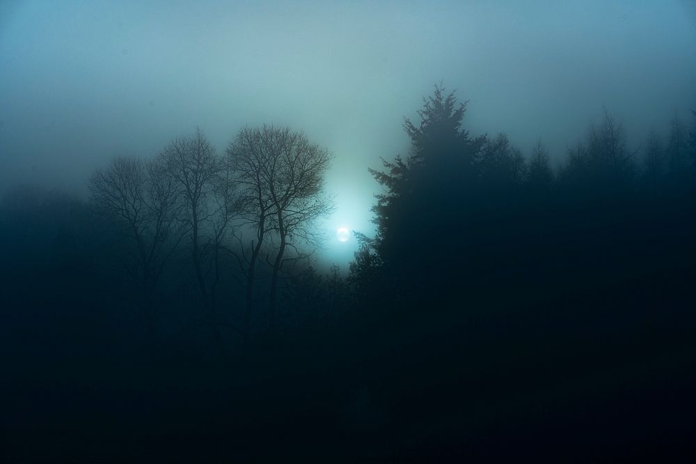 View of a misty forest at night