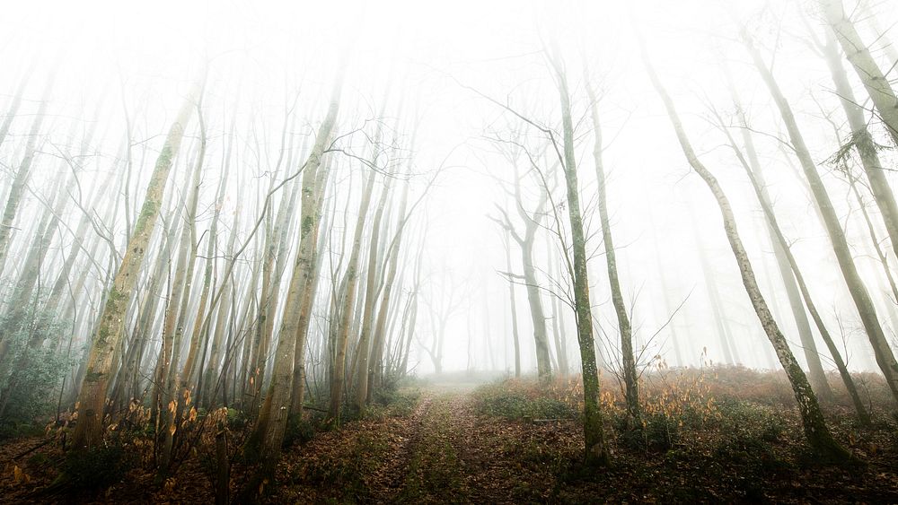 Landscape desktop wallpaper background,  misty forest