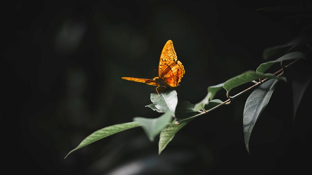 Animal desktop wallpaper background, small tortoiseshell butterfly on a leaf