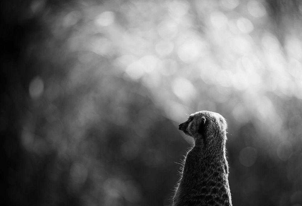 Watchful meerkat in the woods