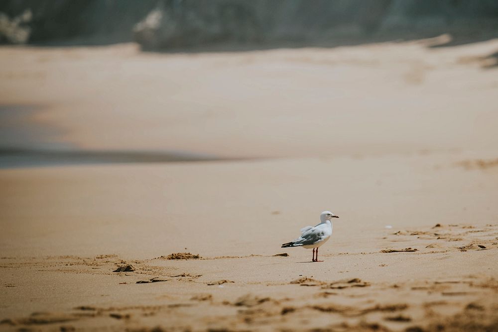 Closeup of seagull at the beach